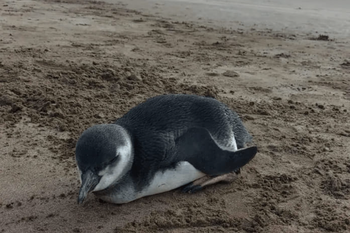 Imágenes del pingüino hallado en Mar del Plata.Facebook: Amigos de Mar del Plata.