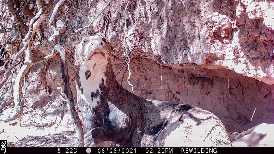 Encontraron una nutria gigante en Tordillo: nadó más de 2.000 kilómetros desde Chaco