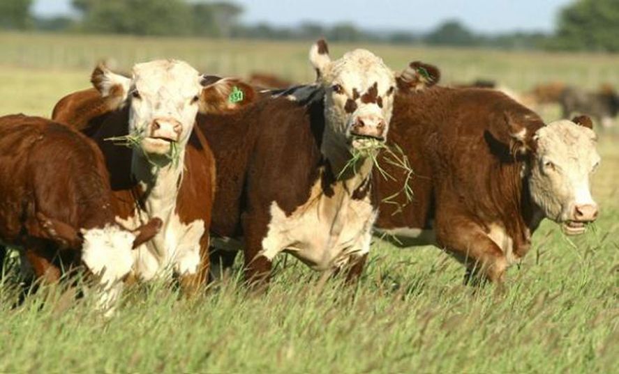 Banco Nación lanzó créditos para el engorde de ganado