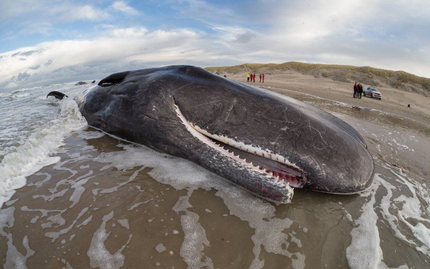 ¿Por qué hay cada vez menos ballenas en el Mar Argentino? | Infocielo