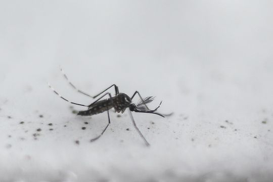 nueva invasion de mosquitos en la provincia de buenos aires: a que se debe y cuanto durara