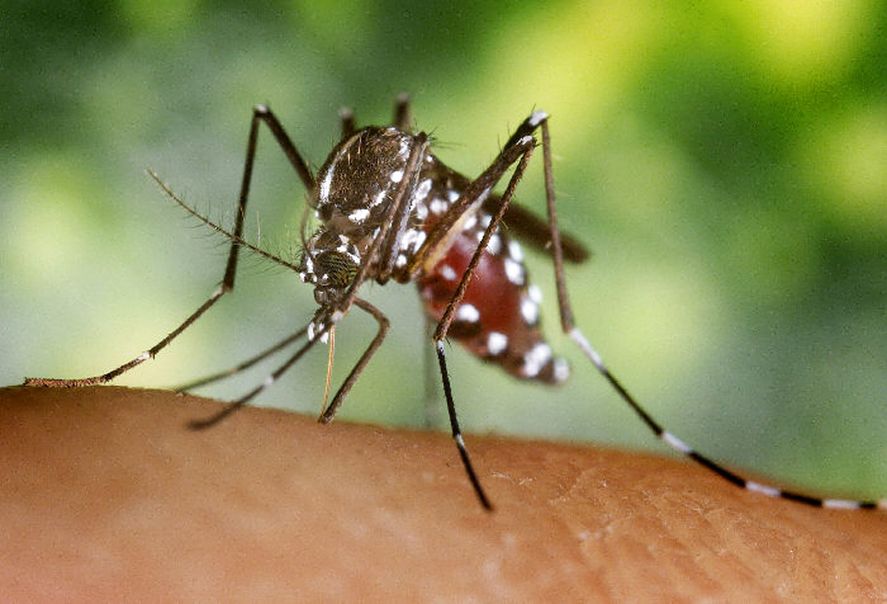 La OMS recomendó la primera vacuna contra el dengue: cuándo llegaría a Argentina