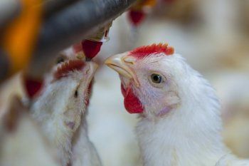 El PRO pide que Axel Kicillof intervenga por la gripe aviar