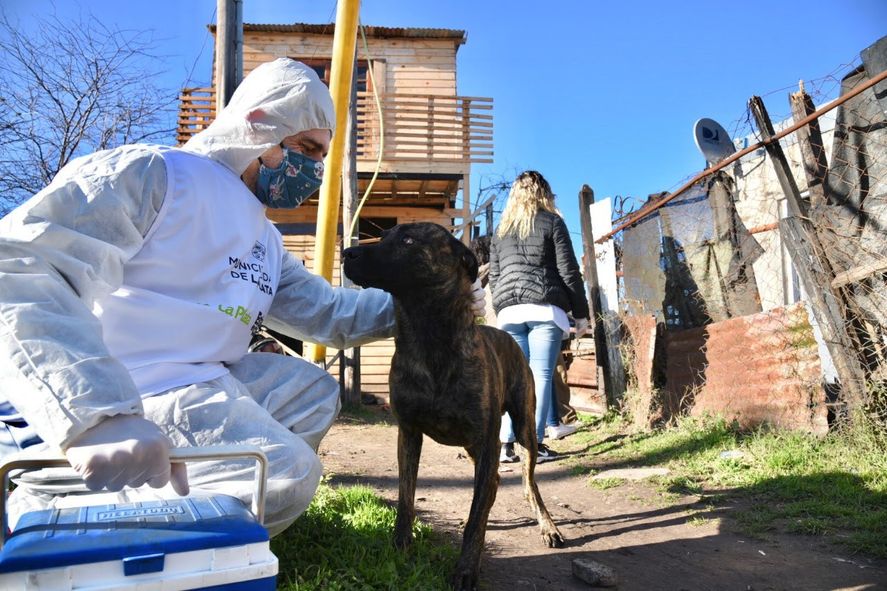 Comenzó la convocatoria para incorporar a veterinarios y auxiliares veterinarios a la Municipalidad de La Plata.