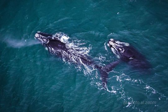 Las increíbles imágenes de ballenas en la costa de Mar del Plata.