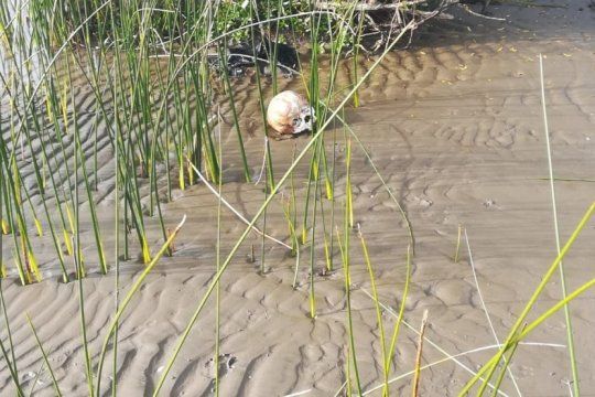 punta lara: encontraron restos humanos en una playa