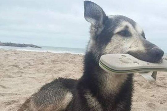 un perro que roba ojotas en las playas de santa clara se volvio viral y ya tiene su propio instagram