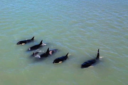 Las increíbles imágenes de un grupo de orcas pasando por la costa de Quequén.
