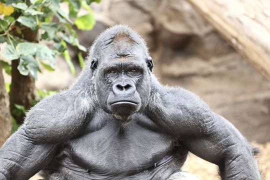 dia mundial del gorila: fecha para tomar conciencia de estos animales