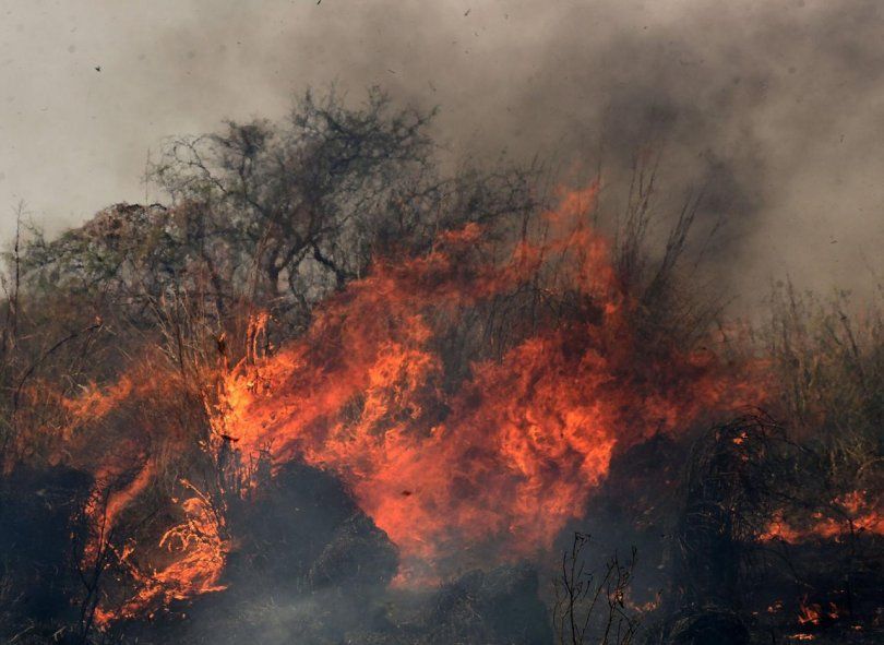 Para Greenpeace, es urgente que catalogar como delito penal a los incendios