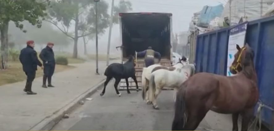 Maltrato animal: La banda "Los Salvajes" organizaban apuestas ilegales de caballos