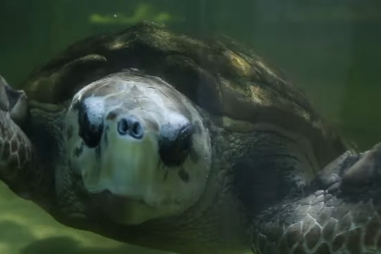 El tortugo Jorge llegó a Mar del Plata y ahora buscarán reinsertarlo a su hábitat natural.
