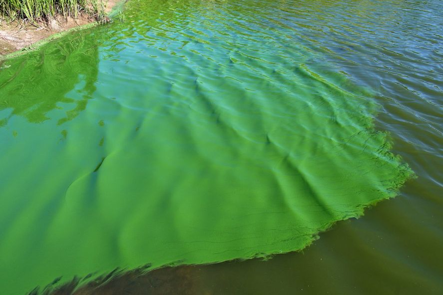 Este sistema de alerta ante la presencia de cianobacterias en las aguas del Río de La Plata, se creó ya que las mismas ponen en riesgo la  salud de bañistas y deportistas.