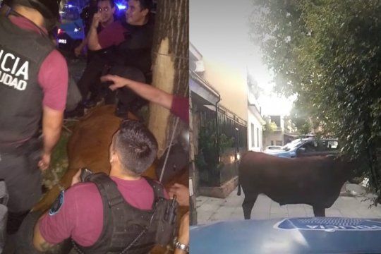 maltrato animal: asi se llevaron a la vaca que salto del camion para intentar salvarse del matadero