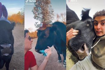 Algunos de los videos que el joven sube a su cuenta de TikTok junto con la vaca, superan el millón de reproducciones