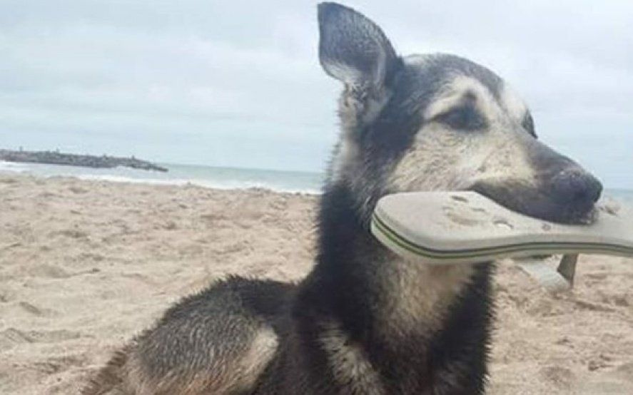 Un perro que roba ojotas en las playas de Santa Clara se volvió viral y ya tiene su propio Instagram