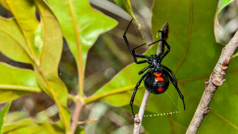 Tamaño de la araña viuda negra