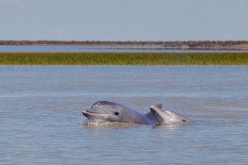 Lanzan un nuevo programa de preservación de delfines franciscanas.