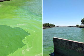 Las algas tiñeron de verde las costas de Punta Lara y ABSA tomó medidas. 