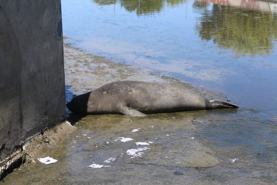 Vecinos de La Plata encontraron un elefante marino en el arroyo El Gato, en la intersección de 4 y 514. Autoridades intervinieron para rescatarlo