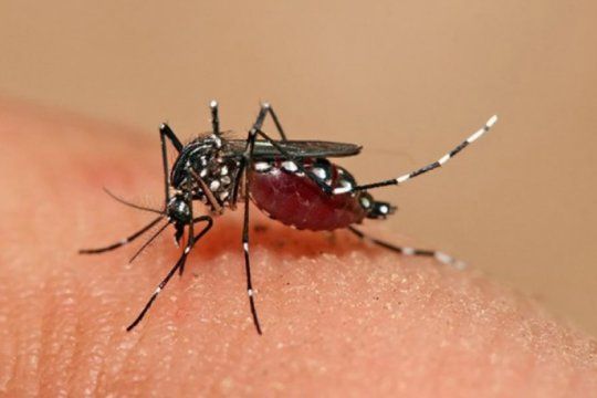 dengue: murio una mujer de temperley y es la segunda victima del ano en la provincia