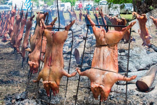 las flores celebrara la 7° fiesta del lechon de campo con musica, gastronomia y tradicion rural