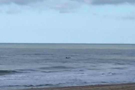 video: asi fue la inesperada visita de dos orcas en las playas de pinamar