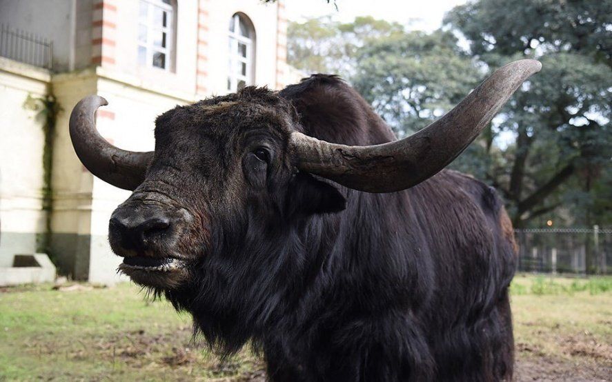 Liberaron a “Chicho”, un yak que vivió 12 años en cautiverio en el ex Zoológico de La Plata