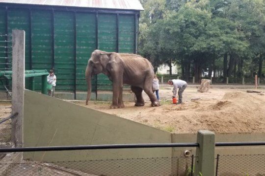 visita especial para pelusa: activistas en contra de los zoos fueron a ver a la elefanta antes de su traslado
