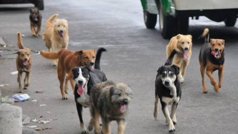 Maltrato animal: Alarma por 20 perros envenenados y el potencial riesgo para los vecinos