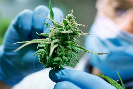 A partir de la Resolución presentada en el Boletín Oficial del Gobierno, comienza a desarrollarse el proyecto de estudio de cultivo de cannabis