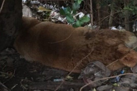 vecinos denuncian envenenamiento de mascotas en barrio cementerio
