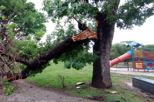 Ramas y árboles caídos en La Plata producto del temporal.