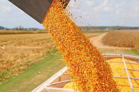 Se espera una cosecha total de 120,8 millones de toneladas de maíz.