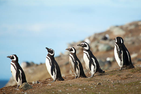 El pingüino de Magallanes habita la Patagonia argentina y las costas chilenas.