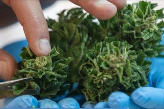 un municipio bonaerense se prepara para cultivar cannabis con fines medicinales