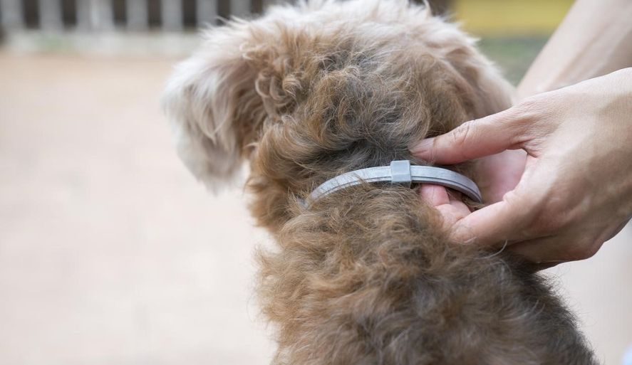 En Tandil crearon el primer collar para perros que los protege de parásitos externos e internos