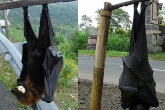 El murciélago diadema está en peligro de extinción