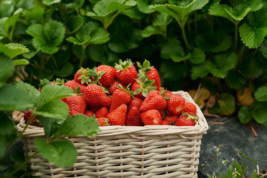 Llega la Fiesta de la Frutilla de Florencio Varela.&nbsp;