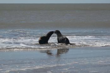 El tierno regreso al mar de dos lobos marinos en San Clemente del Tuyú.