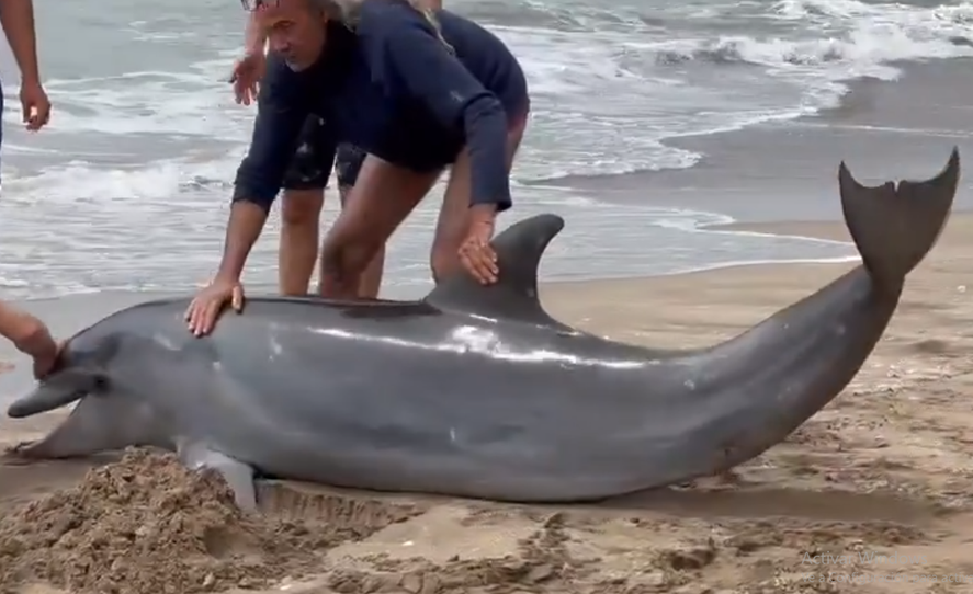 El delfin que encalló en la costa bonaerense.