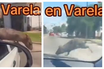 Una rata hizo de un auto su pasarela en viaje desde Quilmes a Florencio Varela