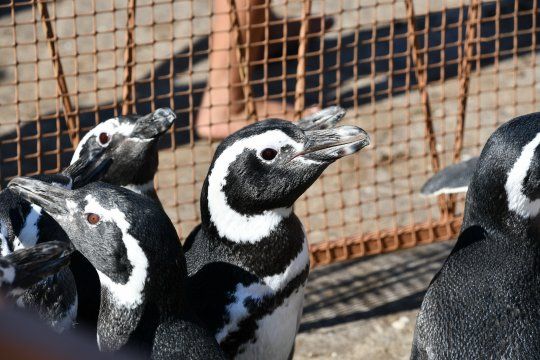 Los pingüinos habían sido rescatados en distintos puntos de la Costa Atlántica