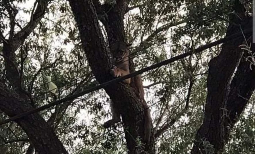 Intervino personal de Tandil para bajar al puma del árbol (Foto: Facebook Juane Dajil)