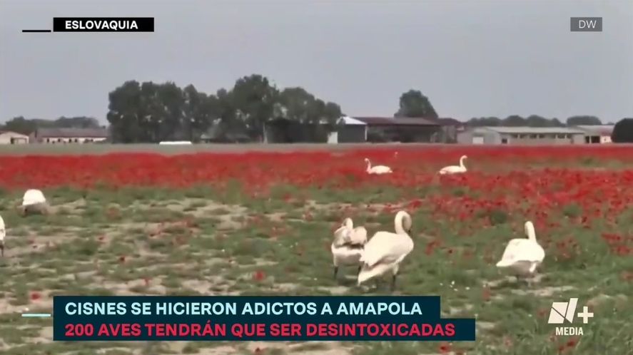 Invasión de cisnes drogados arruinó cultivos de amapola en Eslovaquia