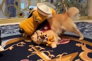 Un golden retriever conoció a su ídolo Pluto en un crucero de Disney