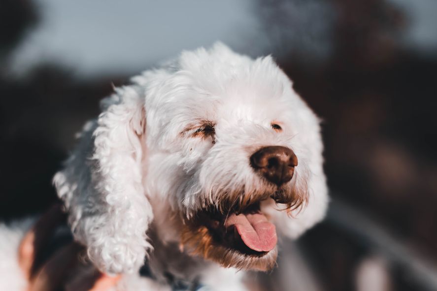 La mastitis y la ancylostoma son dos de las enfermedades raras que pueden padecer los perros.