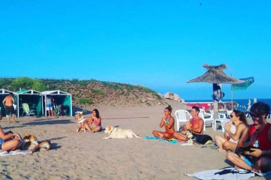 el yoga llego a los perros: en una playa de mar del plata practican ?doga? para evitar el estres