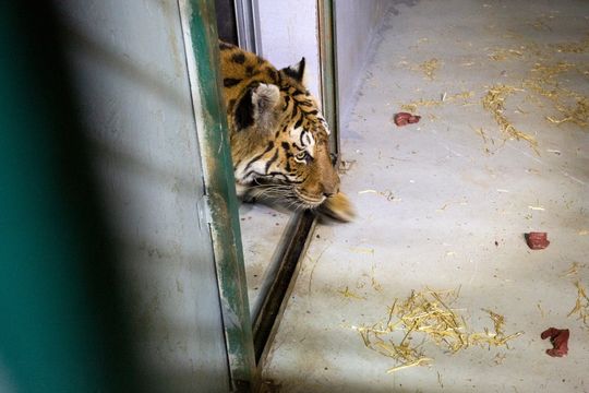 Los tigres de bengala rescatados ya llegaron a Jordania para ser liberados.