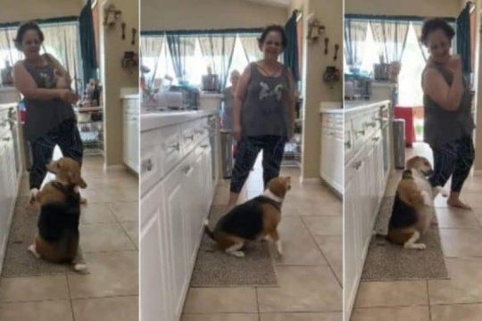 video: furor por bailey, el perro que baila regueton con su duena al ritmo de yatra y daddy yankee